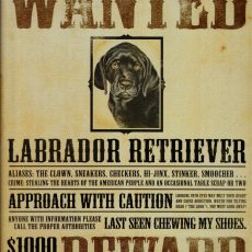 plaque metal wanted labrador retriever