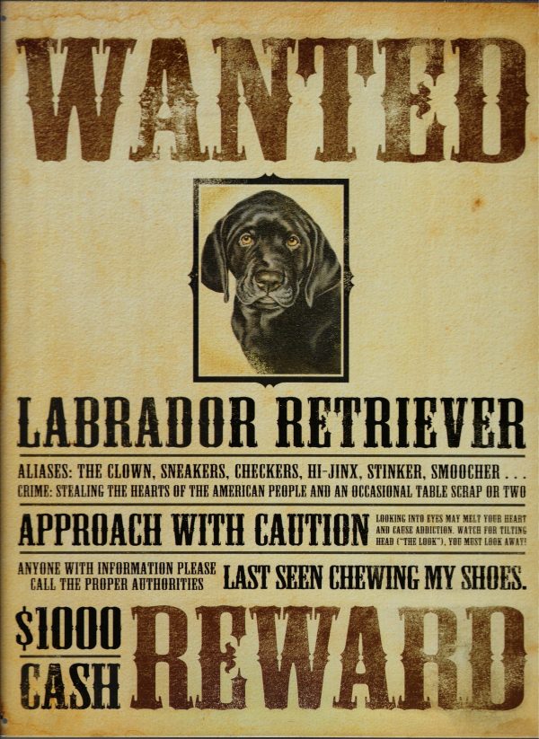 plaque metal wanted labrador retriever